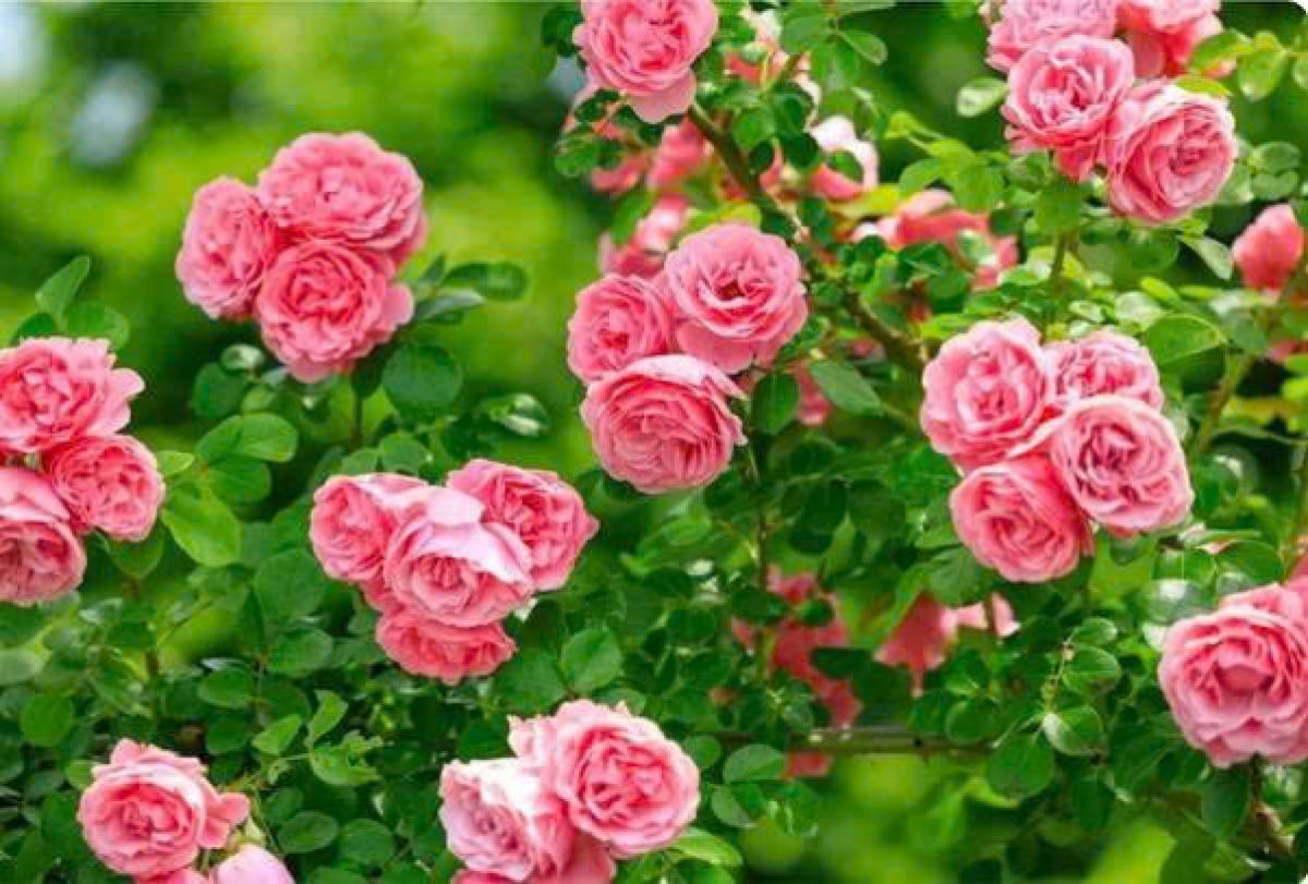 Chỉ khi hiểu ch&iacute;nh m&igrave;nh th&igrave; bạn mới c&oacute; c&acirc;u trả lời ch&iacute;nh x&aacute;c