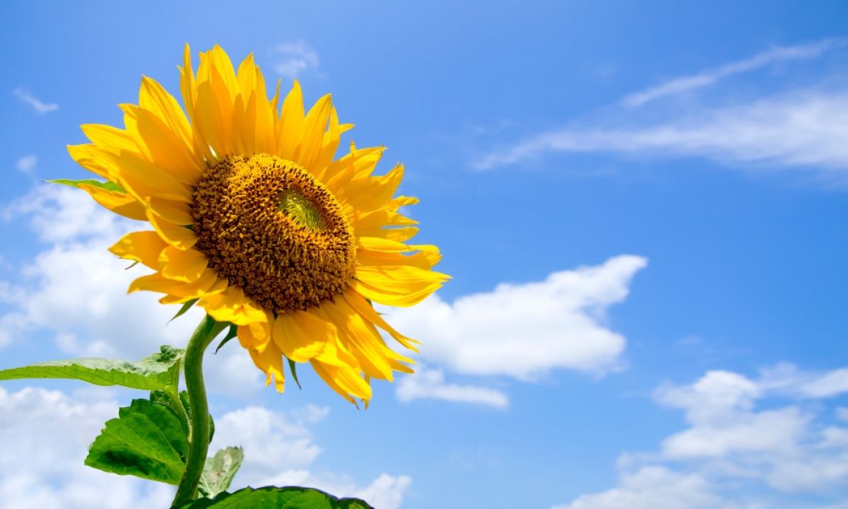 Bình yên đến từ bên trong không phải do hoàn cảnh